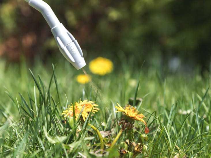 Roundup weed killer links to lymphoma and what it means to you